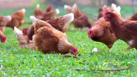 Chickens eating grains on free range farm with green grass, Chicken in Farm Organic
