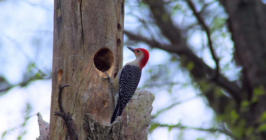 Red Bellied Woodpecker On Tree Image - Free Stock Photo - Public Domain 