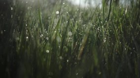 fresh morning water dew drops on vibrant green grass lit by the sun blowing in the wind close up zooming out through grass slow motion reveal - Powered by Shutterstock - Get 15% off with code: PIKWIZARD15