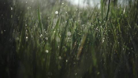 fresh morning water dew drops on vibrant green grass lit by the sun blowing in the wind close up zooming out through grass slow motion reveal