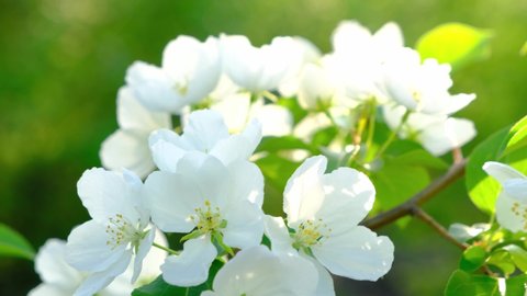 White Tender Rose Flowers On Briar Stock Footage Video (100% Royalty ...