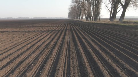 Camera moves along furrows on black earth soil. Fertile Ukrainian field on sunny spring day. Landscape, farming, gardening, cultivation, agronomy, agriculture.