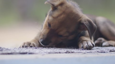 Kelpie puppy chewing and relaxing on a mat.
