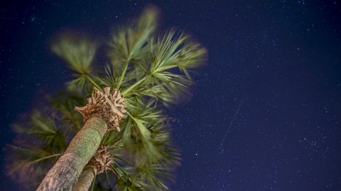 Florida Palm Tree as Stars Pass Overhead time lapse