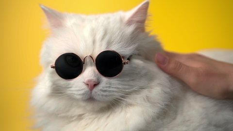 Portrait of highland straight fluffy cat with long hair and round sun glasses. Fashion, style, cool animal concept. White pussycat is stroking on yellow background.