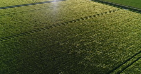 Horizontal wide angle aerial drone view of wind gushing through a green wheat field. Wind playing with wheat. Beautiful green agricultural landscape with straight tractor tracks through the field.