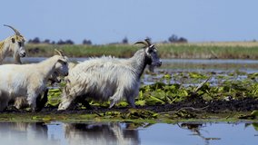 domestic goats in the water, Danube Delta, Romania