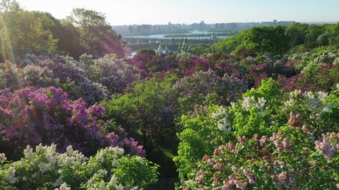 Aerial view of lilac flowers in the Botanical Garden named after Grishko, Kyiv.