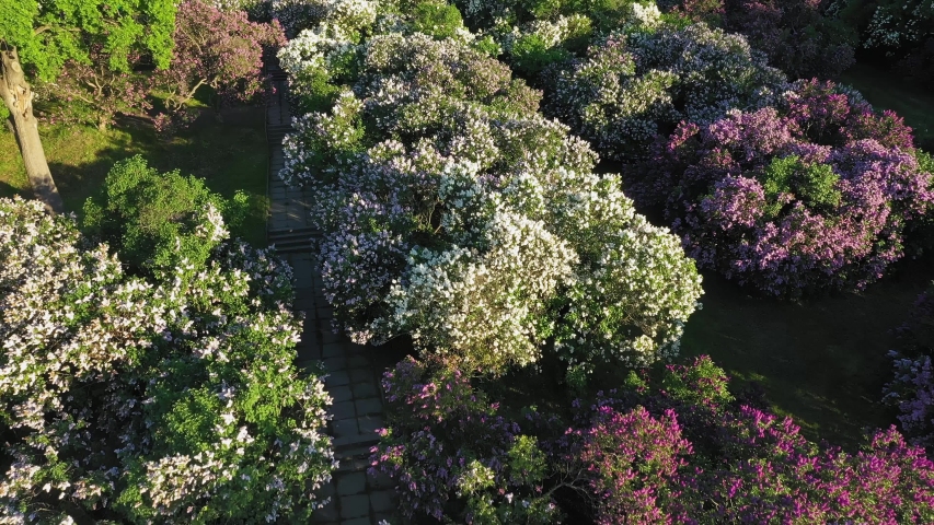 Aerial view of lilac flowers in the Botanical Garden named after Grishko, Kyiv.