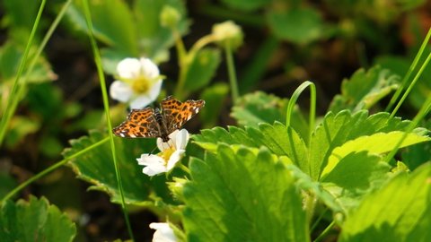 Black and orange butterfly flying on white flower after feeding. 4K butterfly in summer garden with blooming wild strawberries in spring
