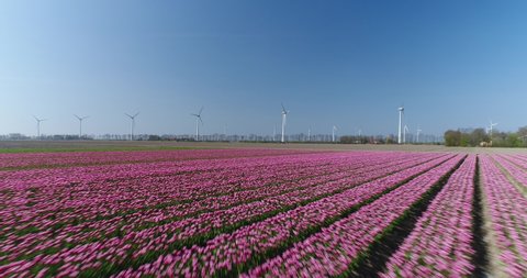 Horizontal aerial view of drone flying forward over large light pink coloured tulip field towards wind turbines on a sunny day with bright blue sky. Flower field with sustainable energy background.
