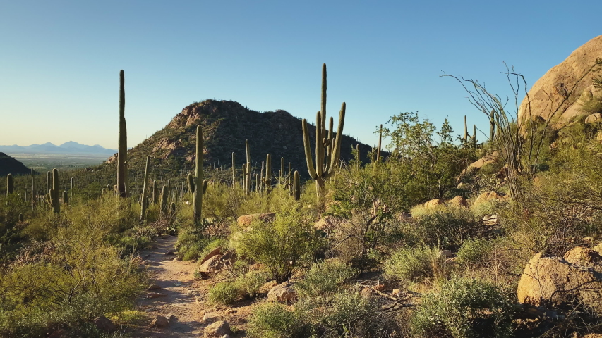 Panorama landscape of Saguaro National Park, Arizona image - Free stock ...