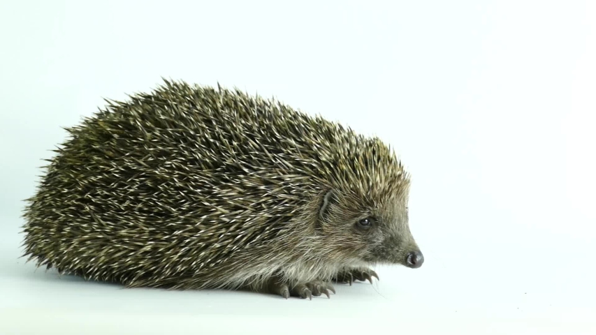 Hedgehog turned away isolated on a white background