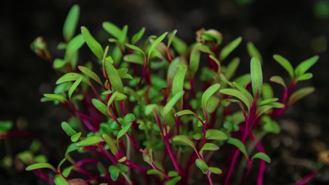Close-up growing plants, red stalk and green leaves microgreens grow in timelapse, sprouts germination, newborn beetroot salad plant in greenhouse agriculture