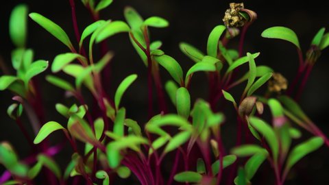 Close-up growing plants, purple stalk and green leaves microgreens grow in timelapse, sprouts germination, newborn beetroot salad plant in greenhouse agriculture