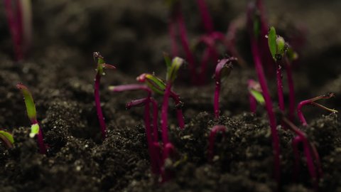 Growing plants, red stalk and green leaves microgreens grow in timelapse, sprouts germination, newborn beetroot salad plant in greenhouse agriculture