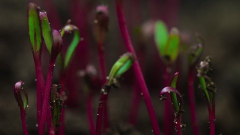 Growing plants, red stalk and green leaves microgreens grow in timelapse, sprouts germination, newborn beetroot salad plant in greenhouse agriculture 库存视频