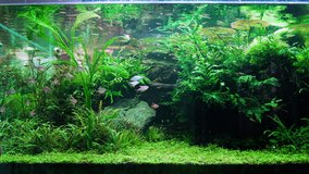 Free Aquascaping Stock Video Footage Download 4k Hd Clips