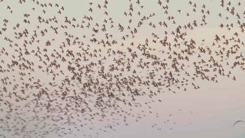 Closeup of Murmuration of Starling Birds during the twilight period in the sky