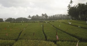 Aerial view of rice filed at ocean coastline,Bali,Indonesia