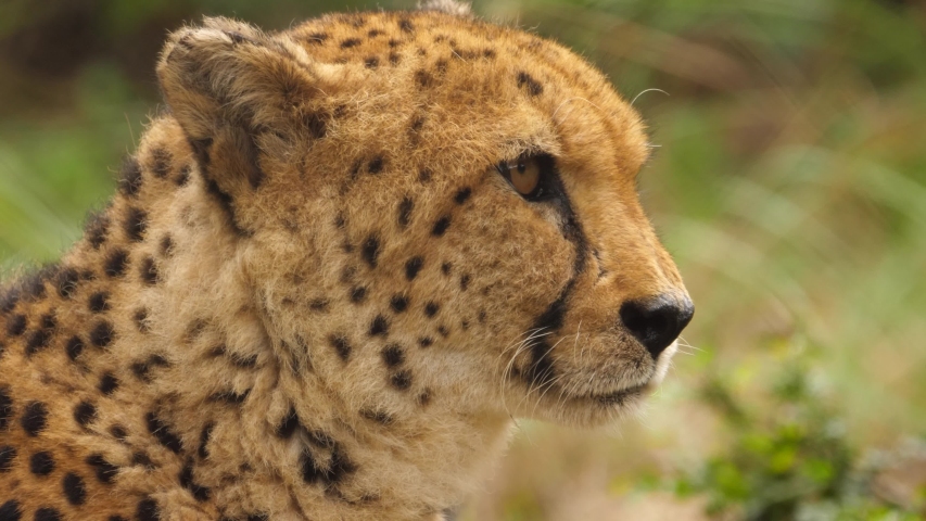 Close up of cheetah's head turning and looking at the camera, selective focus