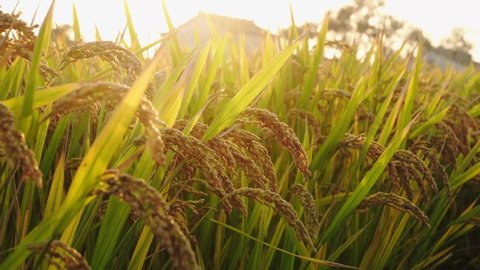 Closeup of golden rice under the sun, autumn ripe rice field