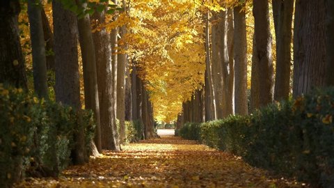 Pathway covered by yellow leaves in autumnal park