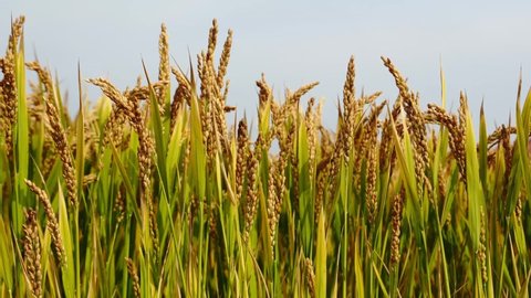 Close Shot Ripe Rice Ears Harvest Stock Footage Video (100% Royalty ...