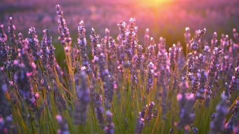 Closeup of lavender swaying in the wind at sunset