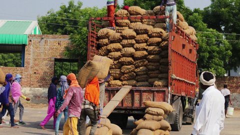 Punjab, India - October 27, 2019: Working loading sack filled with grain in the truck for delivery.