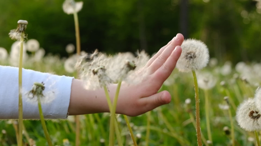 Close up side view of hand unrecognizable little preschool girl stroking and playing with dandelion in summer park. Small kid enjoy and explore nature. Selective focus. Slow motion | Shutterstock HD Video #1053156857