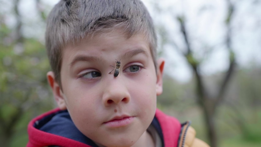 Organic business, cheerful fearless boy plays in the apiary with a honey bee on his face and is not afraid of an insect bite standing outdor all season | Shutterstock HD Video #1053161801