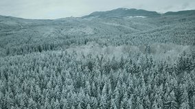 Aerial footage flying up the slope of a snowy mountain looking down at the snow covered trees