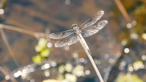 Dragonfly resting on a twig and taking off in slow motion