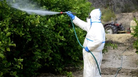 Spray ecological pesticide. Farmer fumigate in protective suit and mask lemon trees. Man spraying toxic pesticides, pesticide, insecticides 