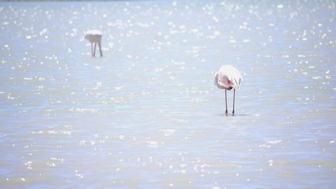 Flamingo Stock Video Footage 4k And Hd Video Clips Shutterstock