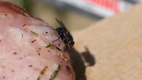 Common house fly feeding on rotting chicken in house garden.