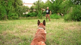 The Dog Is Waiting For Her Trainer To Give Her The Command, Slow Motion Video. Belgian Malinois Looks At His Man In The Park. Dog Training Concept Video Prores 422
