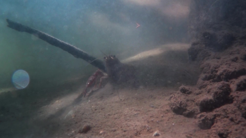 red swamp crawfish underwater in a creek, Procambarus clarkii, freshwater