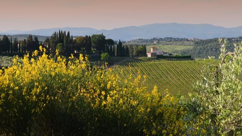 Beautiful yellow broom flowers together the olive trees move in the wind with a typical Tuscan landscape in the background with farmhouse and green vineyards during the spring season at sunset. Italy