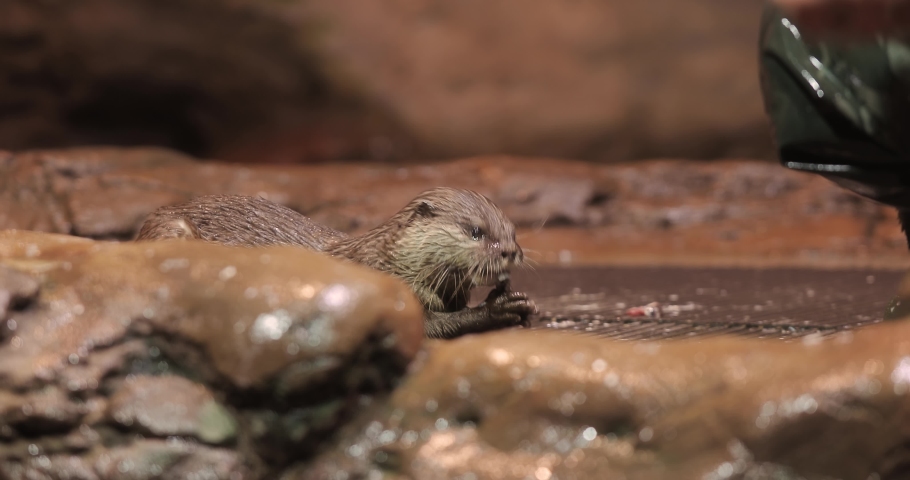 Otter eating fish, Asian small-clawed otter
