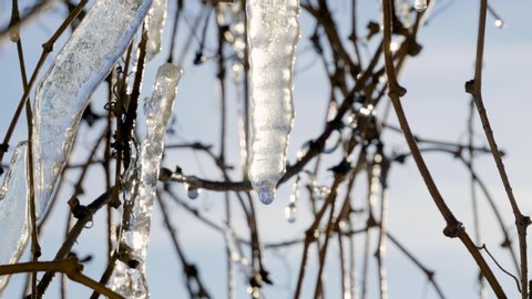 Close up of icicles melting on the branches of a bush on a blurred background. 4K
