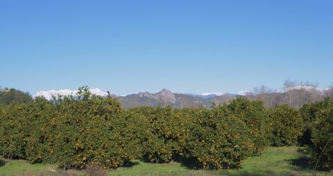 Orange plantation with ripe oranges on trees