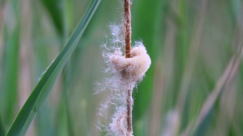 Grasses, plants, and flowers in the Marsh image - Free stock photo ...