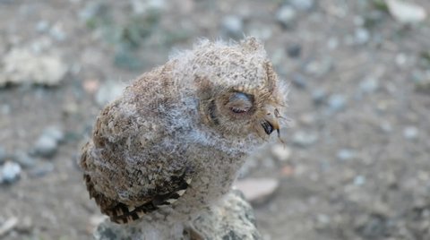scops owl eat insect or cricket