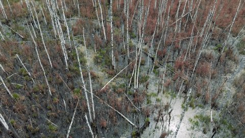 The camera flies over a swamp, from which protrude the trunks of dead trees. Marshland. Dead trees. The forest is dying. The camera flies low over the dead trees in the swamp. Aerial view 4K