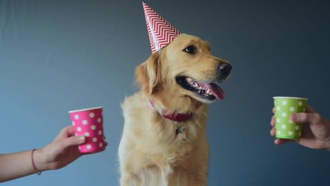 Loving family  with their Golden retriever dog celebrate  birthday party at home. Cheers