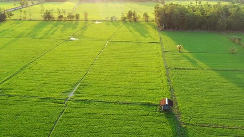 aerial view rice fields, agricultural land with sown green in countryside. farmland with agricultural crops in rural areas thailand. Land with grown plants of paddy Aerial footage.