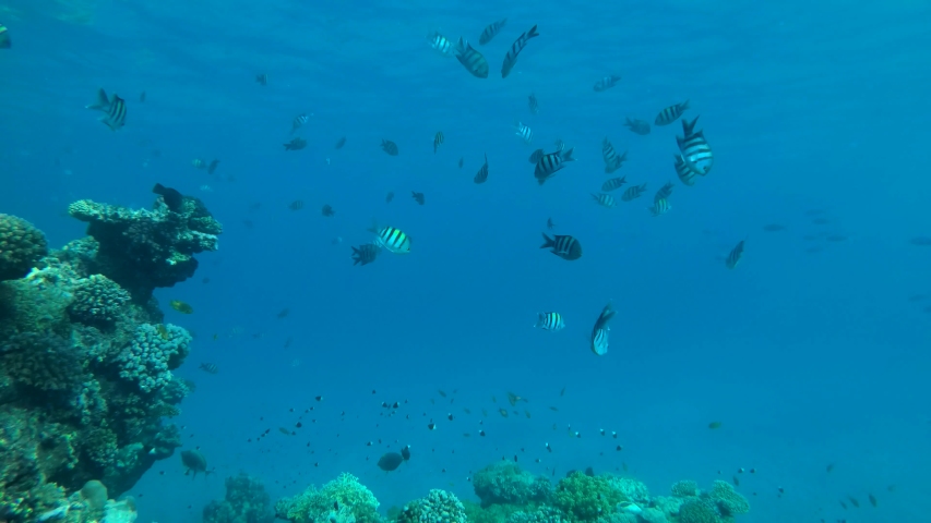 Sergeant Major Fish in the Water image - Free stock photo - Public ...