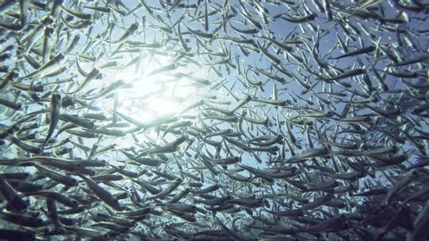 Massive school of small fish swim on blue water, sun with blue sky on background. Low-angle shot, Close up, Backlight (Contre-jour).